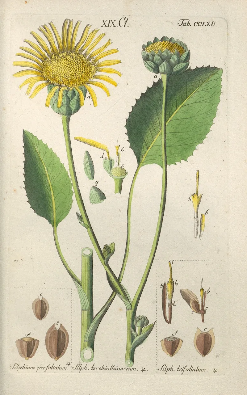Botanisches Handbuch Pl 56 Wall Art by Christian Schkuhr - High-Resolution Digital Print