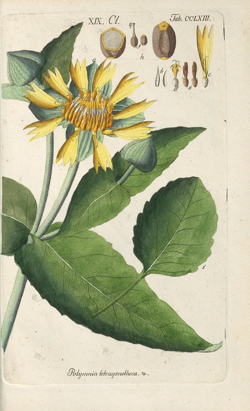 Botanisches Handbuch Pl 57 Wall Art by Christian Schkuhr - High-Resolution Digital Print