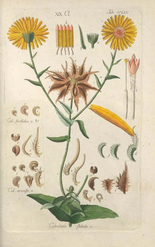 Botanisches Handbuch Pl 59 Wall Art by Christian Schkuhr - High-Resolution Digital Print