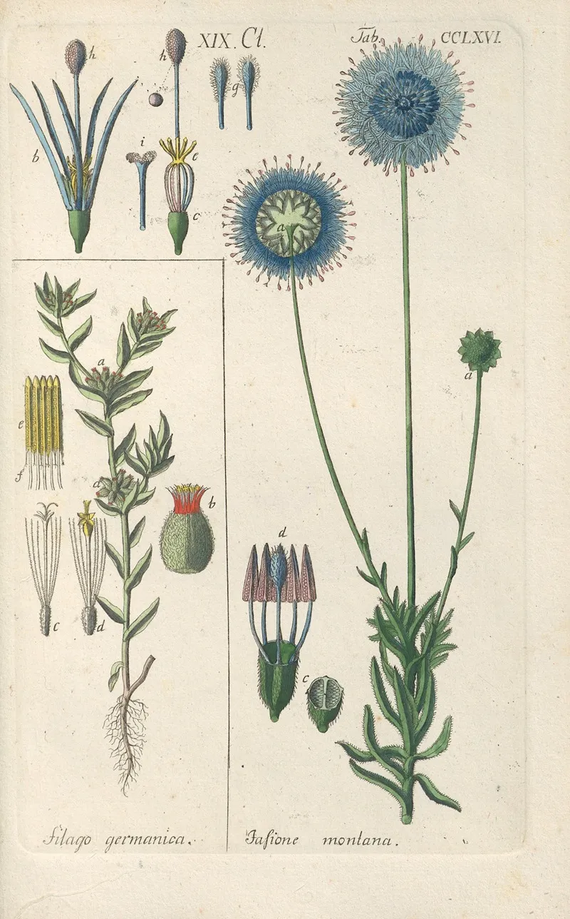 Botanisches Handbuch Pl 60 Wall Art by Christian Schkuhr - High-Resolution Digital Print