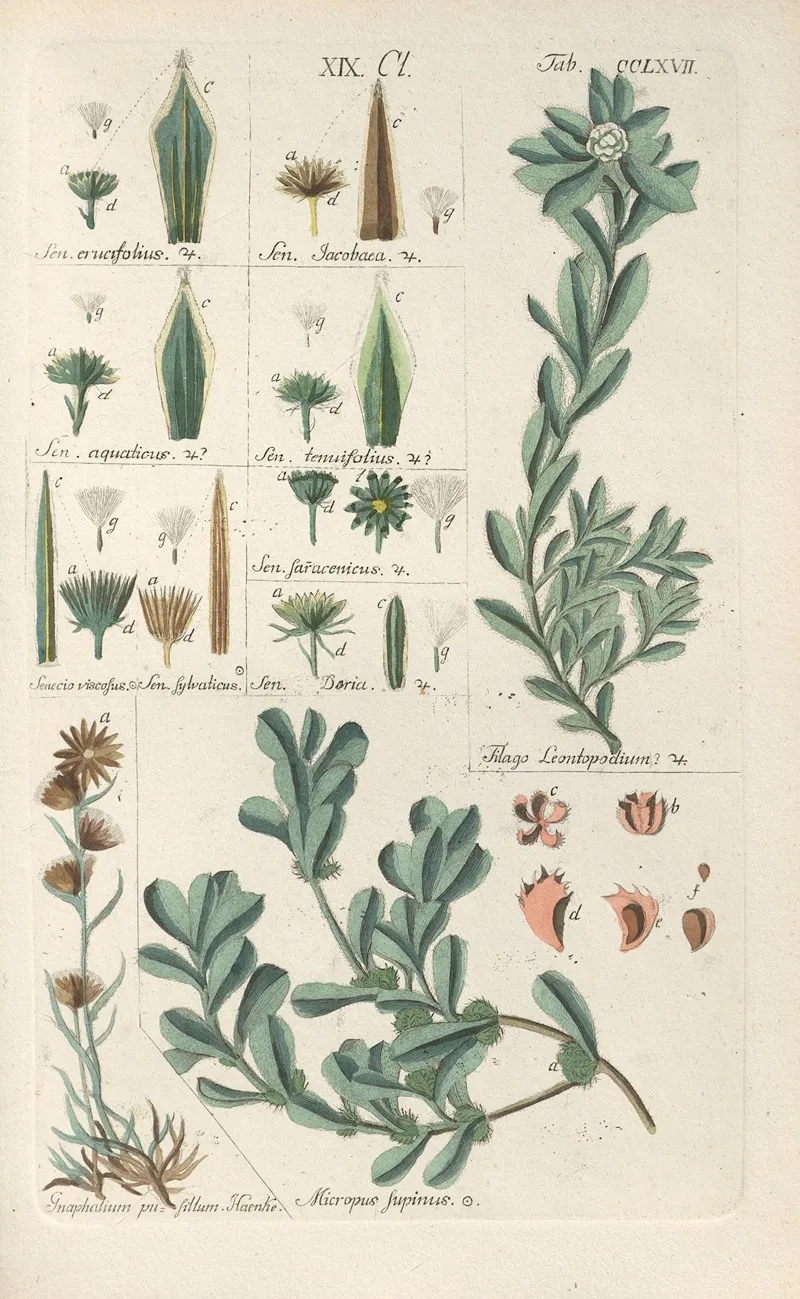Botanisches Handbuch Pl 61 Wall Art by Christian Schkuhr - High-Resolution Digital Print