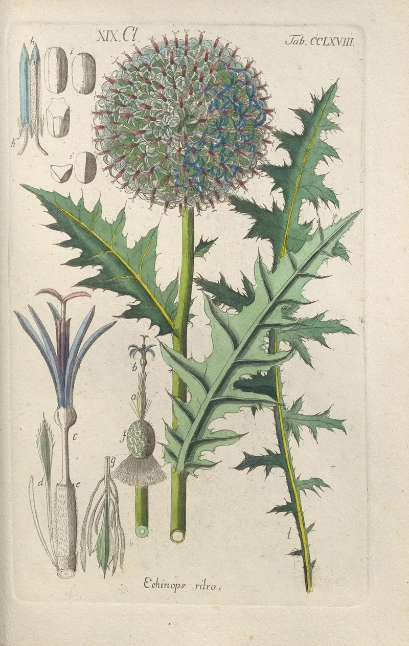 Botanisches Handbuch Pl 62 Wall Art by Christian Schkuhr - High-Resolution Digital Print