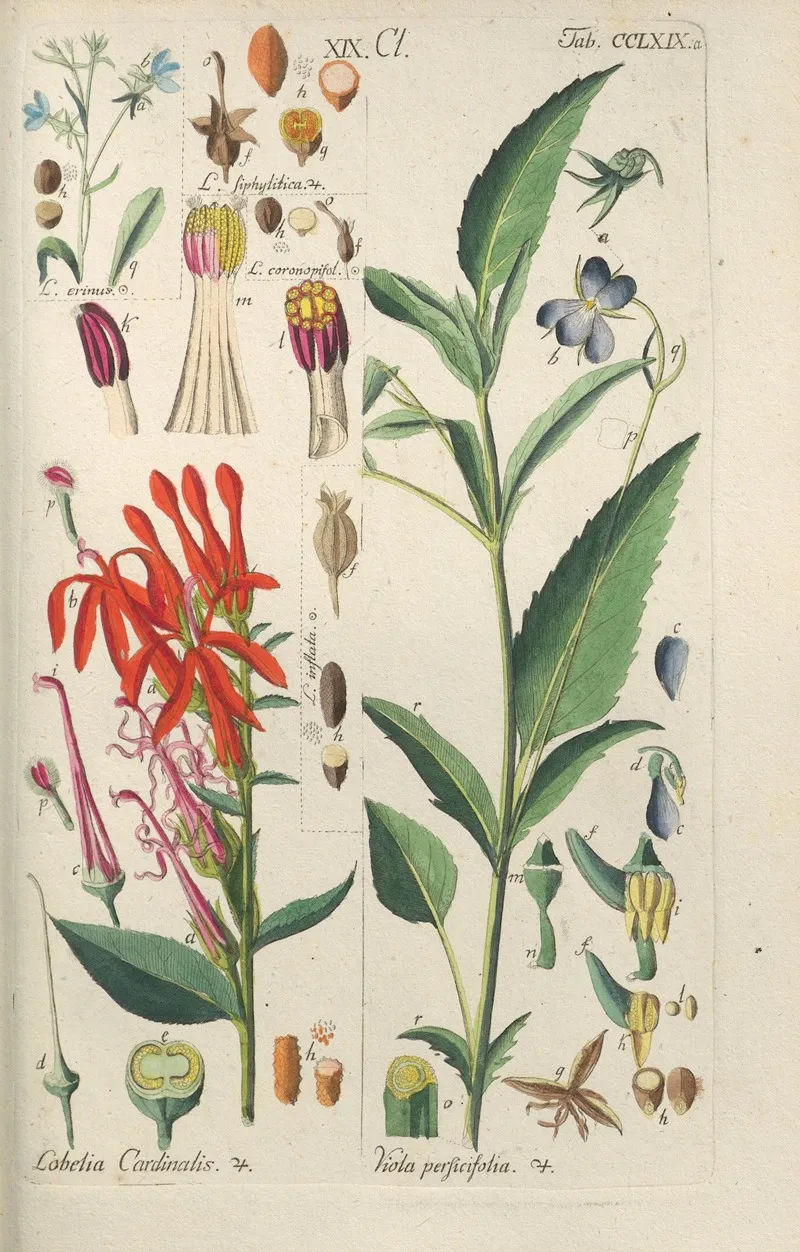 Botanisches Handbuch Pl 63 Wall Art by Christian Schkuhr - High-Resolution Digital Print