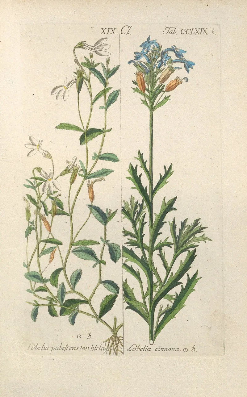 Botanisches Handbuch Pl 64 Wall Art by Christian Schkuhr - High-Resolution Digital Print