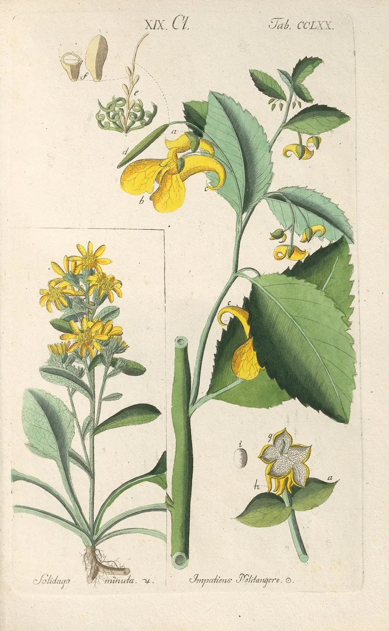 Botanisches Handbuch Pl 65 Wall Art by Christian Schkuhr - High-Resolution Digital Print