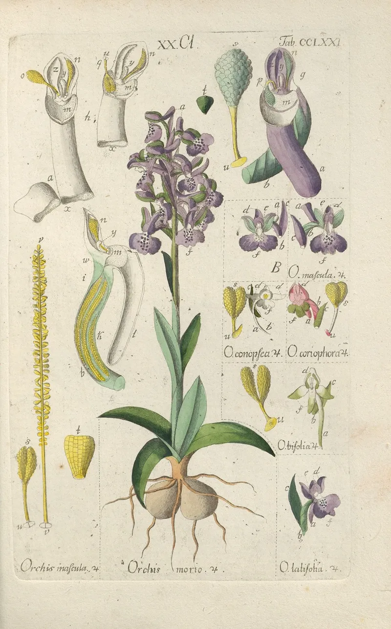 Botanisches Handbuch Pl 66 Wall Art by Christian Schkuhr - High-Resolution Digital Print