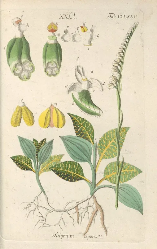 Botanisches Handbuch Pl 67 Wall Art by Christian Schkuhr - High-Resolution Digital Print