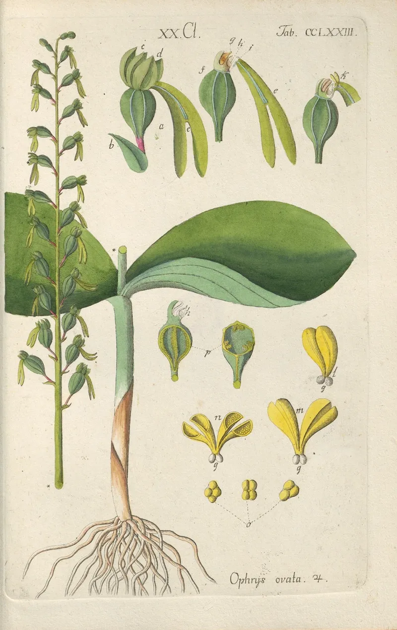 Botanisches Handbuch Pl 68 Wall Art by Christian Schkuhr - High-Resolution Digital Print