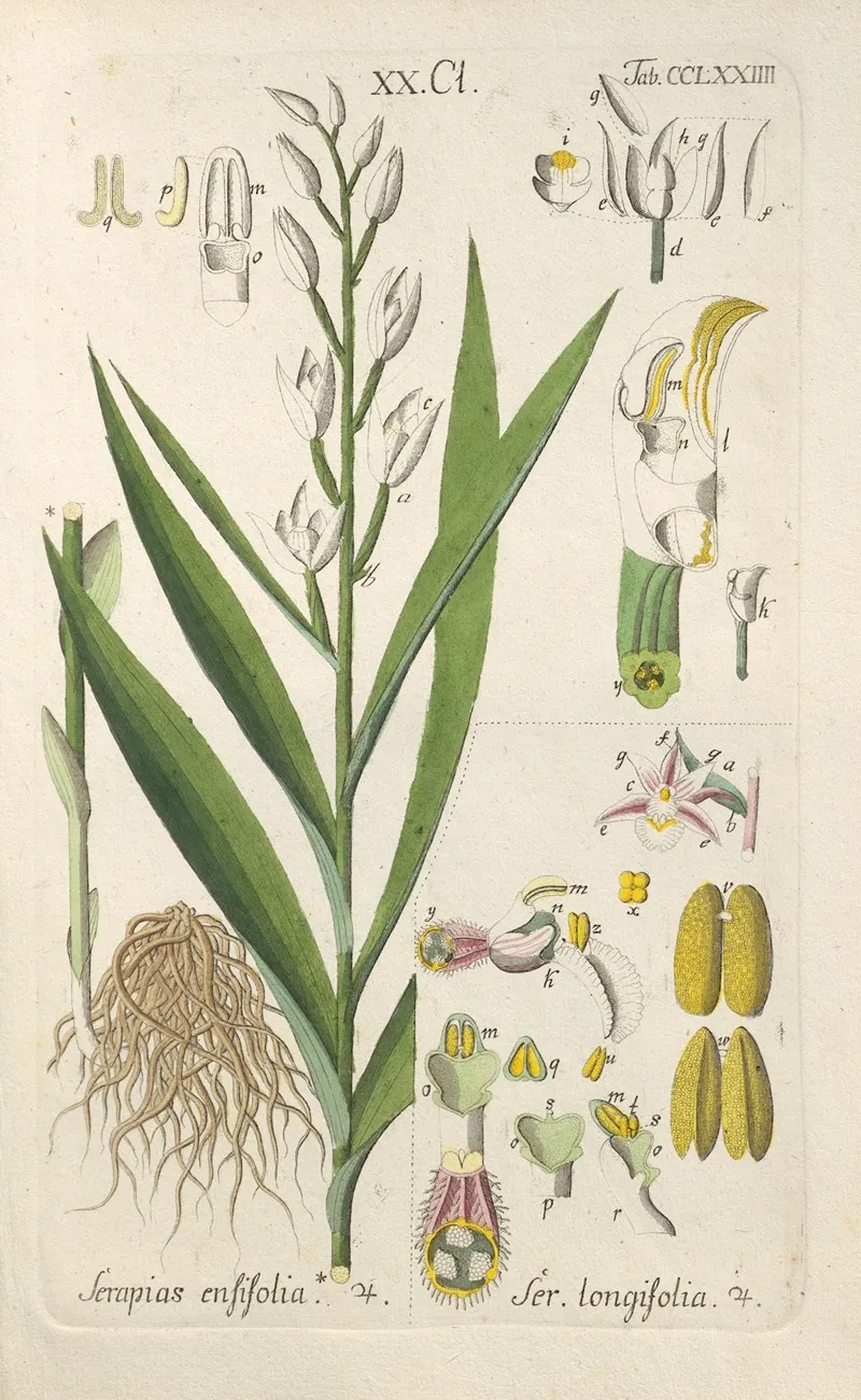 Botanisches Handbuch Pl 69 Wall Art by Christian Schkuhr - High-Resolution Digital Print