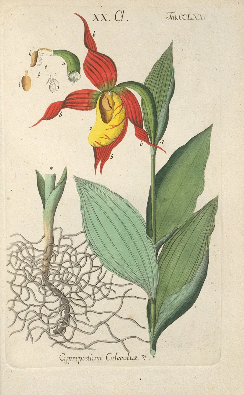Botanisches Handbuch Pl 70 Wall Art by Christian Schkuhr - High-Resolution Digital Print