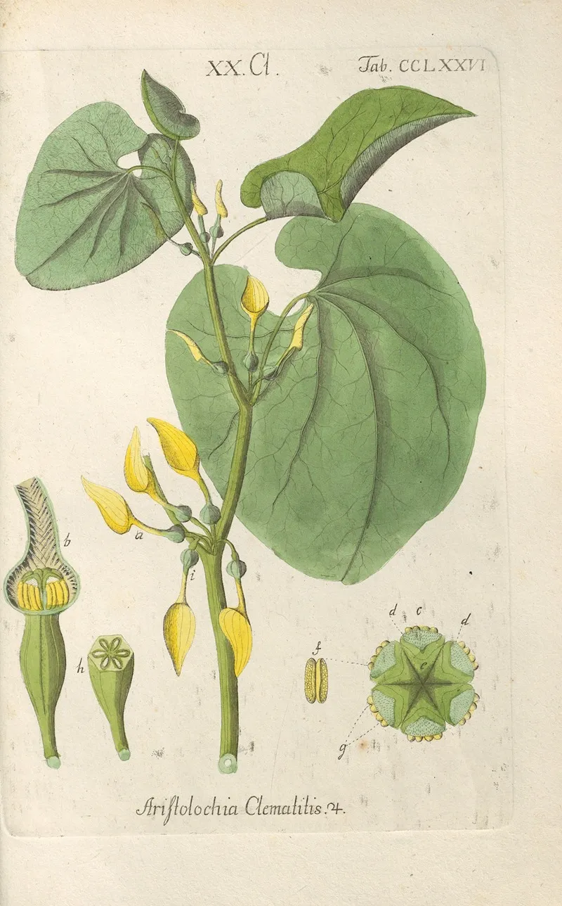 Botanisches Handbuch Pl 71 Wall Art by Christian Schkuhr - High-Resolution Digital Print