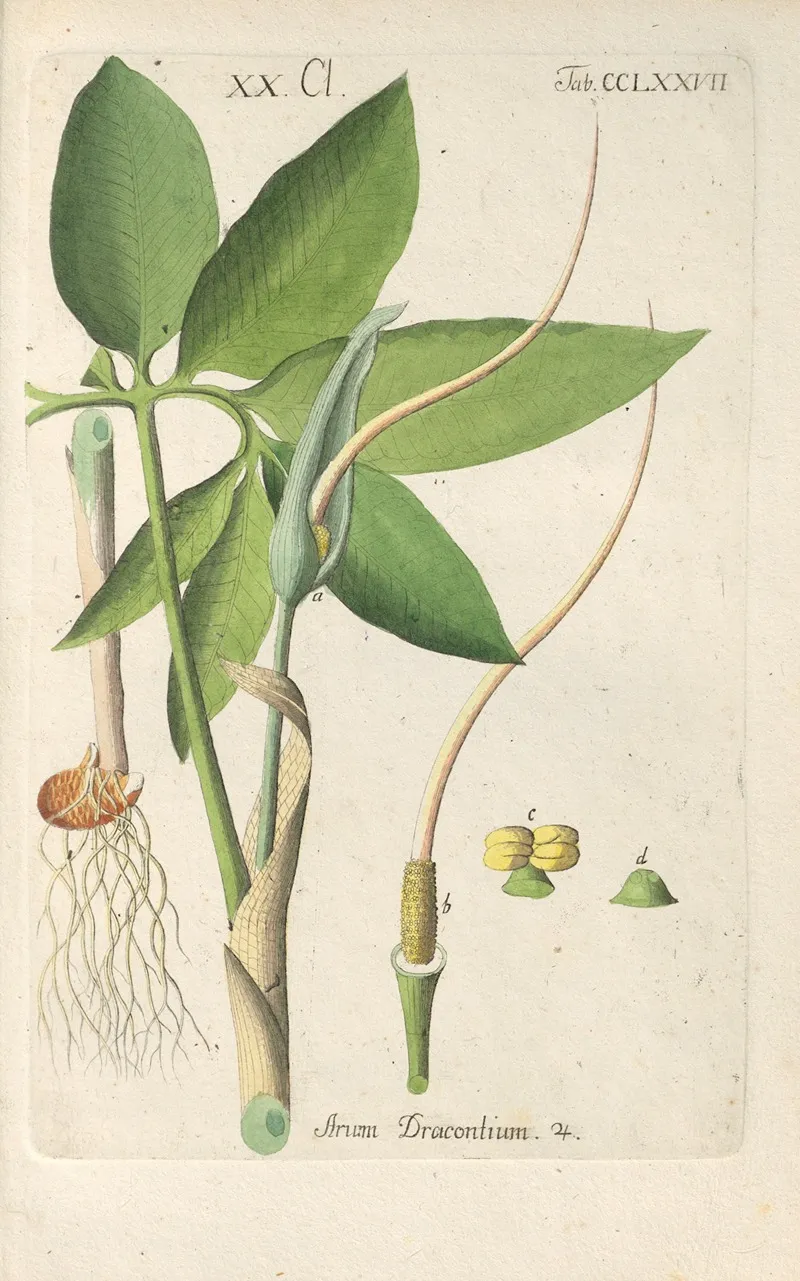 Botanisches Handbuch Pl 72 Wall Art by Christian Schkuhr - High-Resolution Digital Print