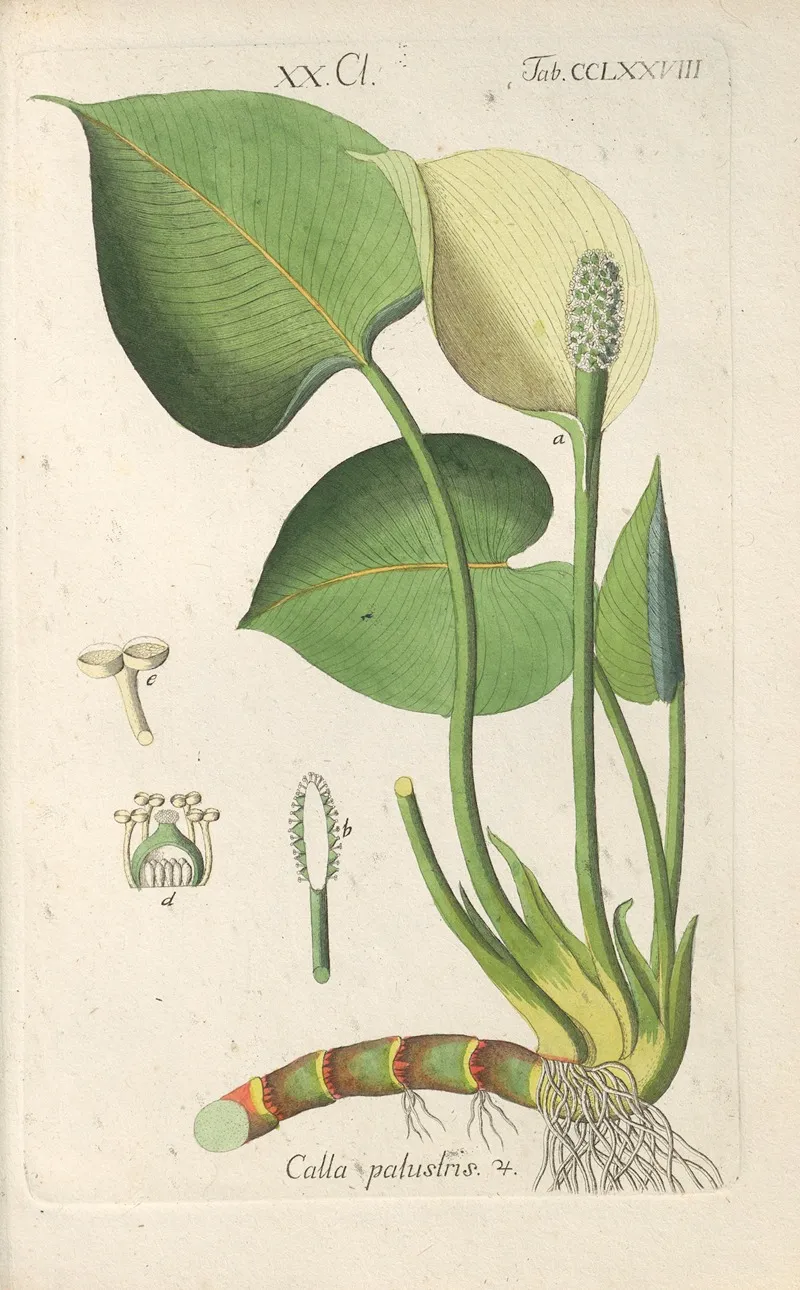 Botanisches Handbuch Pl 73 Wall Art by Christian Schkuhr - High-Resolution Digital Print