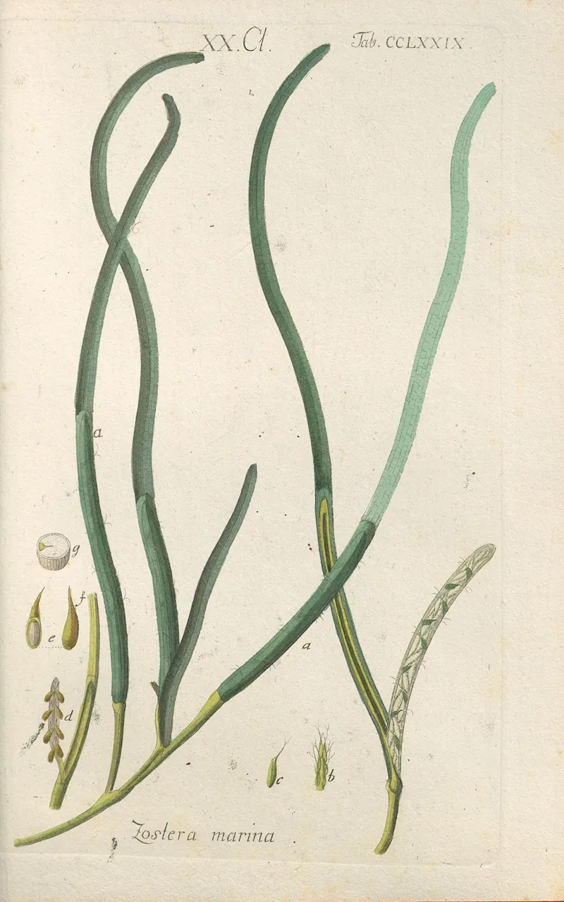 Botanisches Handbuch Pl 74 Wall Art by Christian Schkuhr - High-Resolution Digital Print