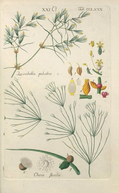 Botanisches Handbuch Pl 75 Wall Art by Christian Schkuhr - High-Resolution Digital Print