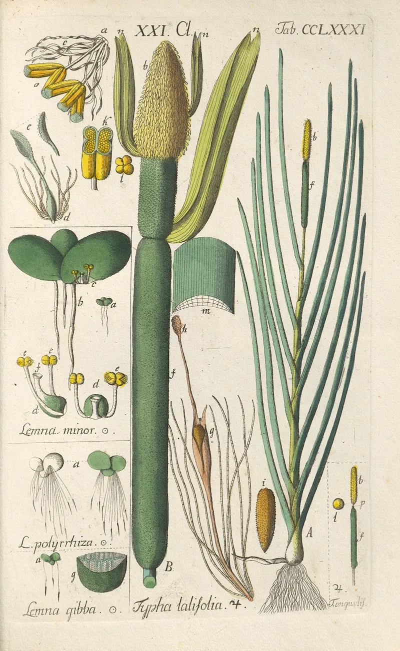 Botanisches Handbuch Pl 76 Wall Art by Christian Schkuhr - High-Resolution Digital Print