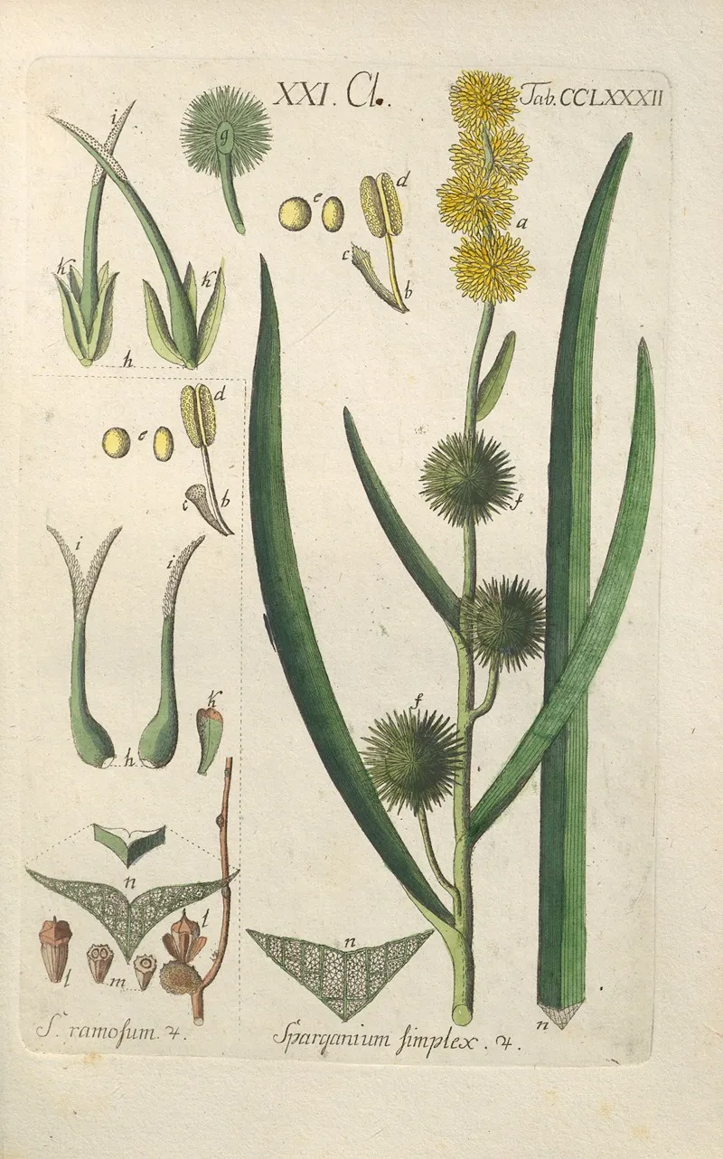 Botanisches Handbuch Pl 77 Wall Art by Christian Schkuhr - High-Resolution Digital Print
