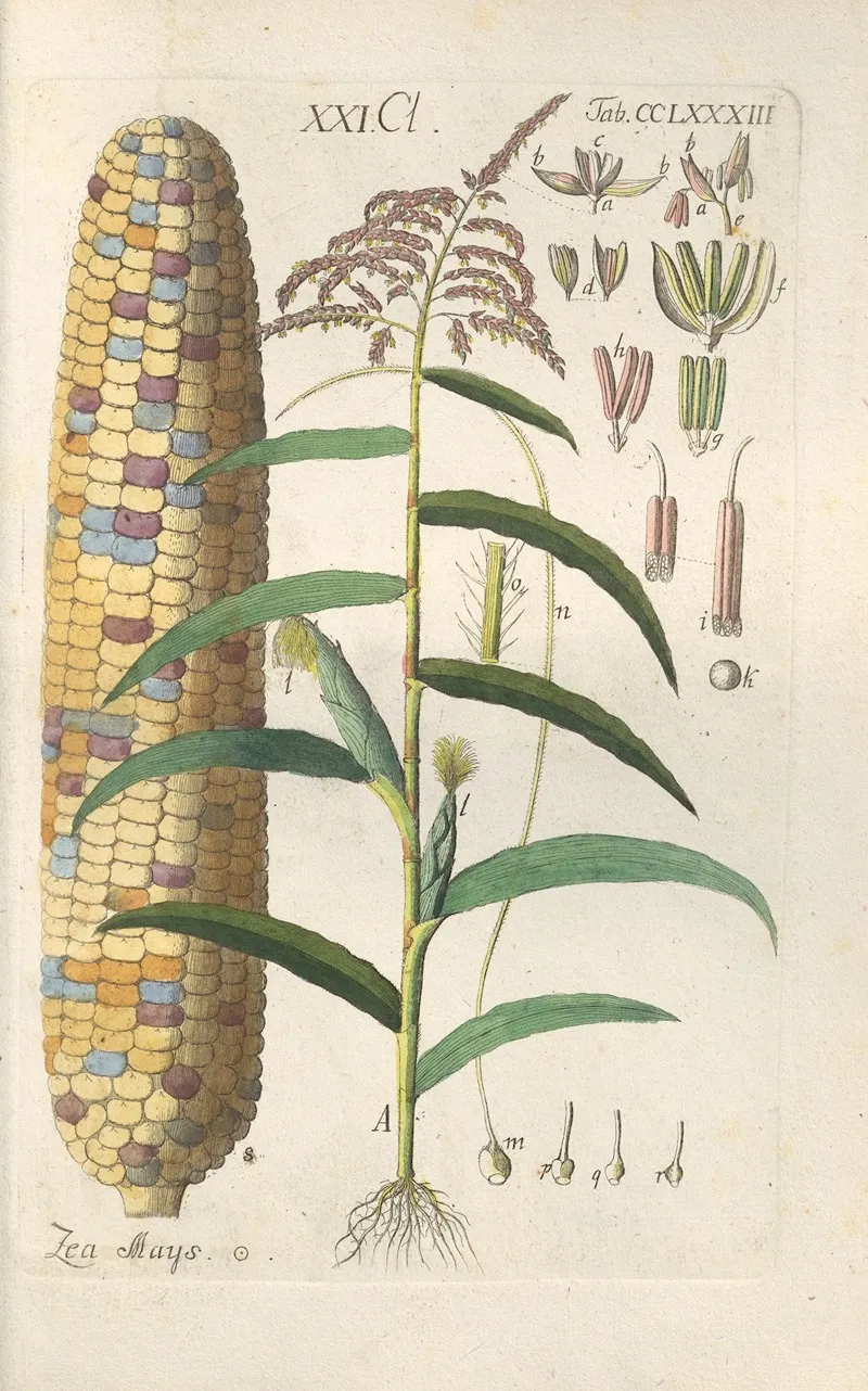 Botanisches Handbuch Pl 78 Wall Art by Christian Schkuhr - High-Resolution Digital Print