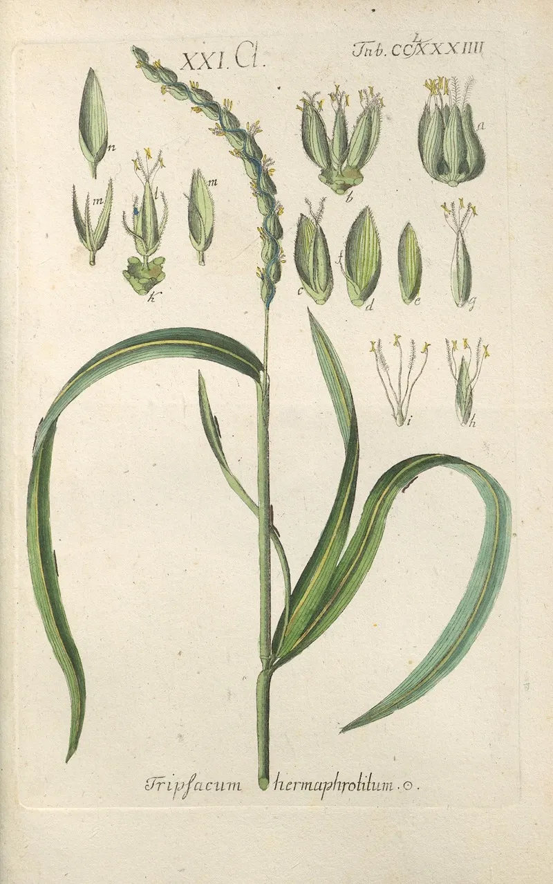 Botanisches Handbuch Pl 79 Wall Art by Christian Schkuhr - High-Resolution Digital Print