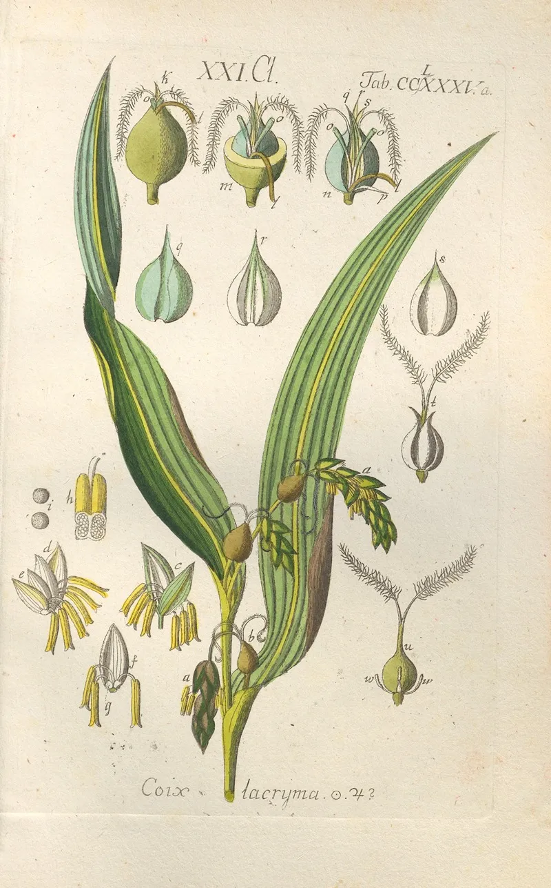 Botanisches Handbuch Pl 80 Wall Art by Christian Schkuhr - High-Resolution Digital Print