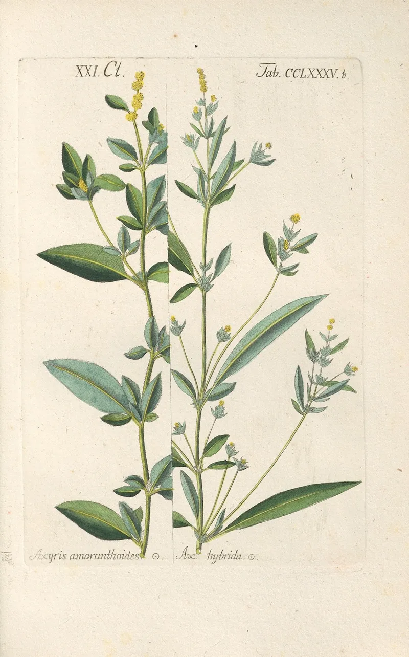 Botanisches Handbuch Pl 81 Wall Art by Christian Schkuhr - High-Resolution Digital Print