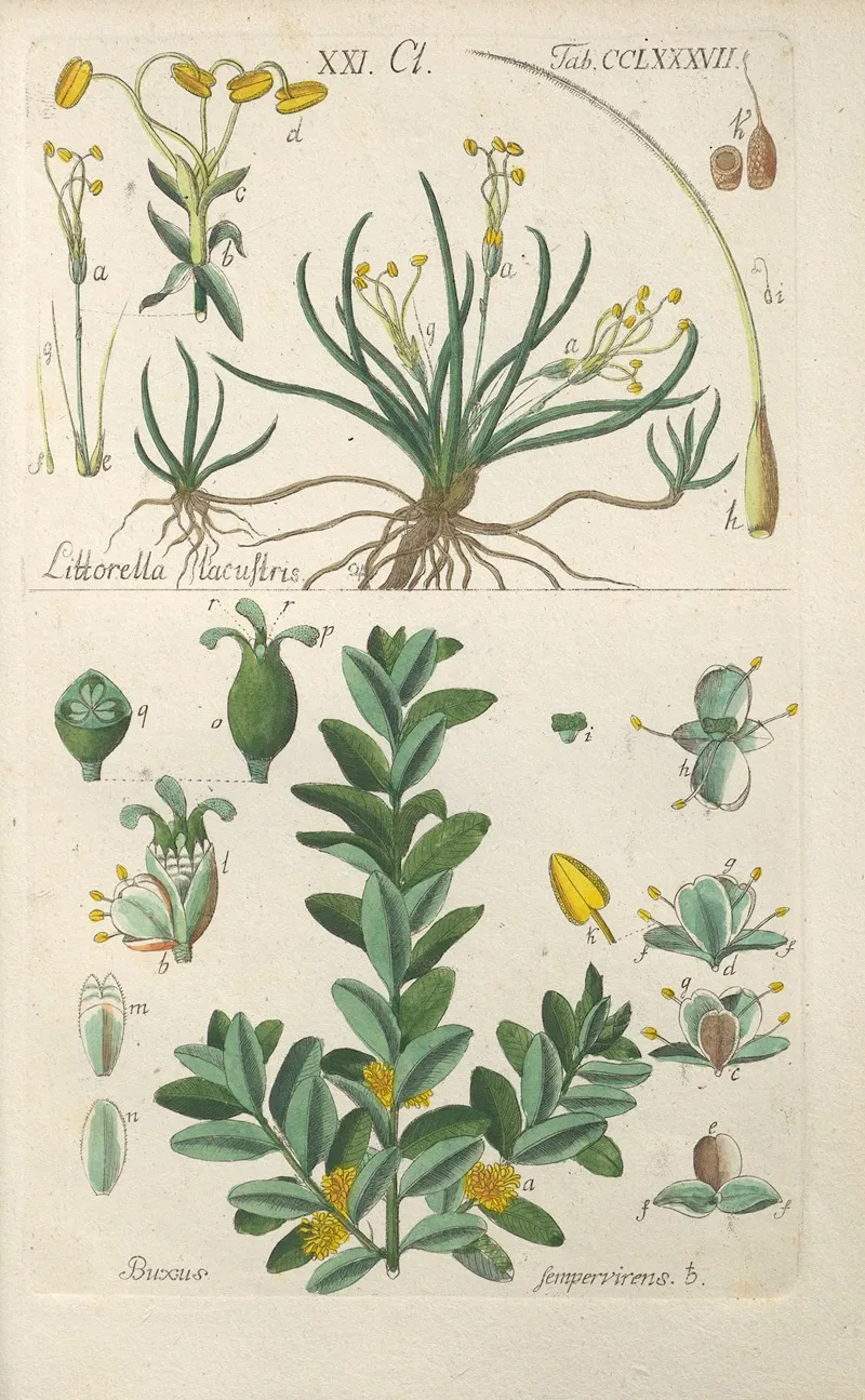 Botanisches Handbuch Pl 82 Wall Art by Christian Schkuhr - High-Resolution Digital Print