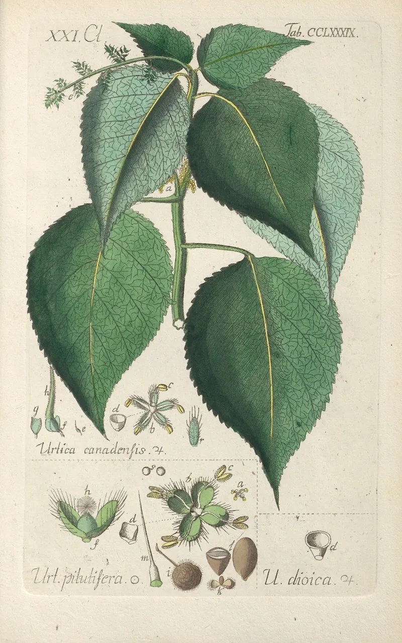 Botanisches Handbuch Pl 84 Wall Art by Christian Schkuhr - High-Resolution Digital Print