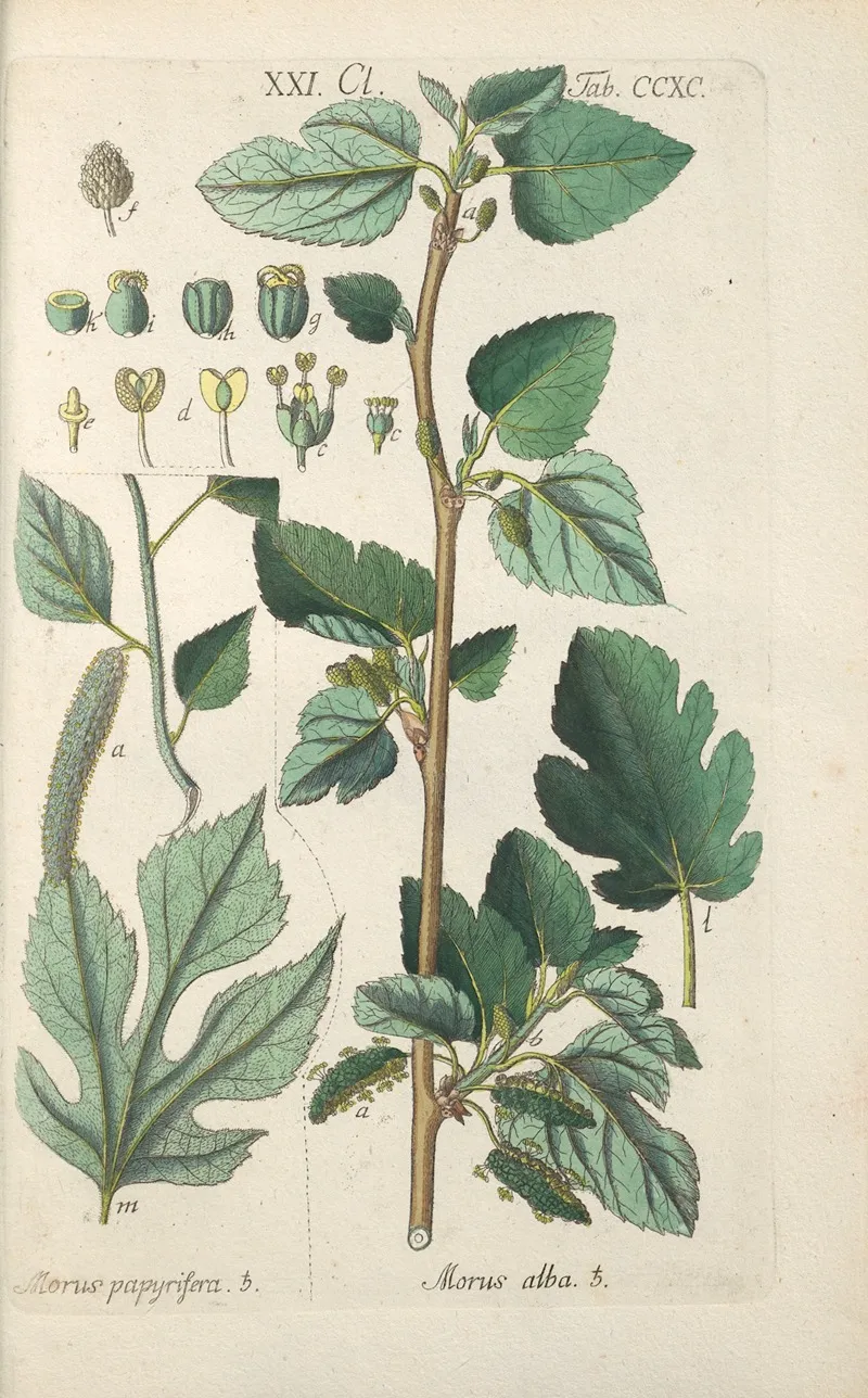 Botanisches Handbuch Pl 85 Wall Art by Christian Schkuhr - High-Resolution Digital Print