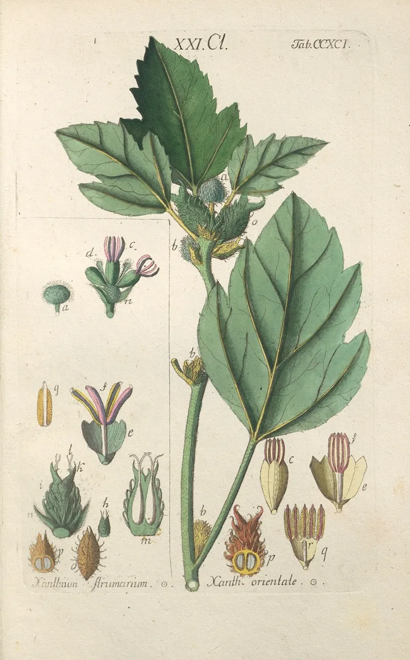 Botanisches Handbuch Pl 86 Wall Art by Christian Schkuhr - High-Resolution Digital Print
