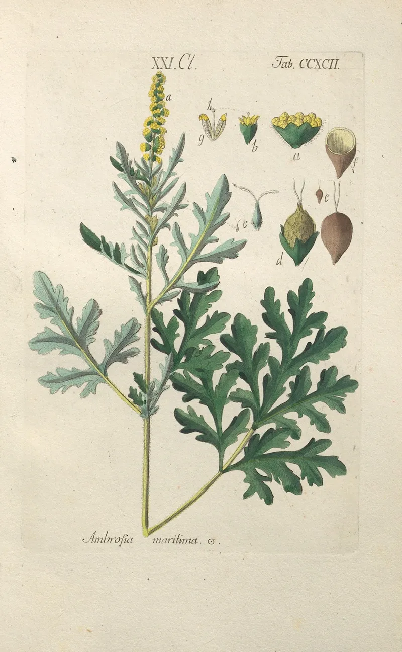 Botanisches Handbuch Pl 87 Wall Art by Christian Schkuhr - High-Resolution Digital Print