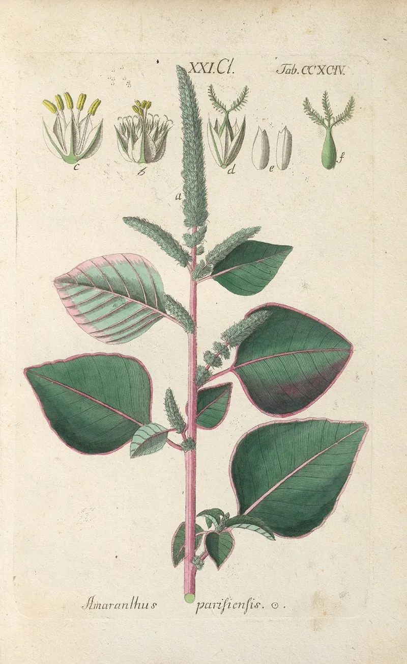 Botanisches Handbuch Pl 89 Wall Art by Christian Schkuhr - High-Resolution Digital Print