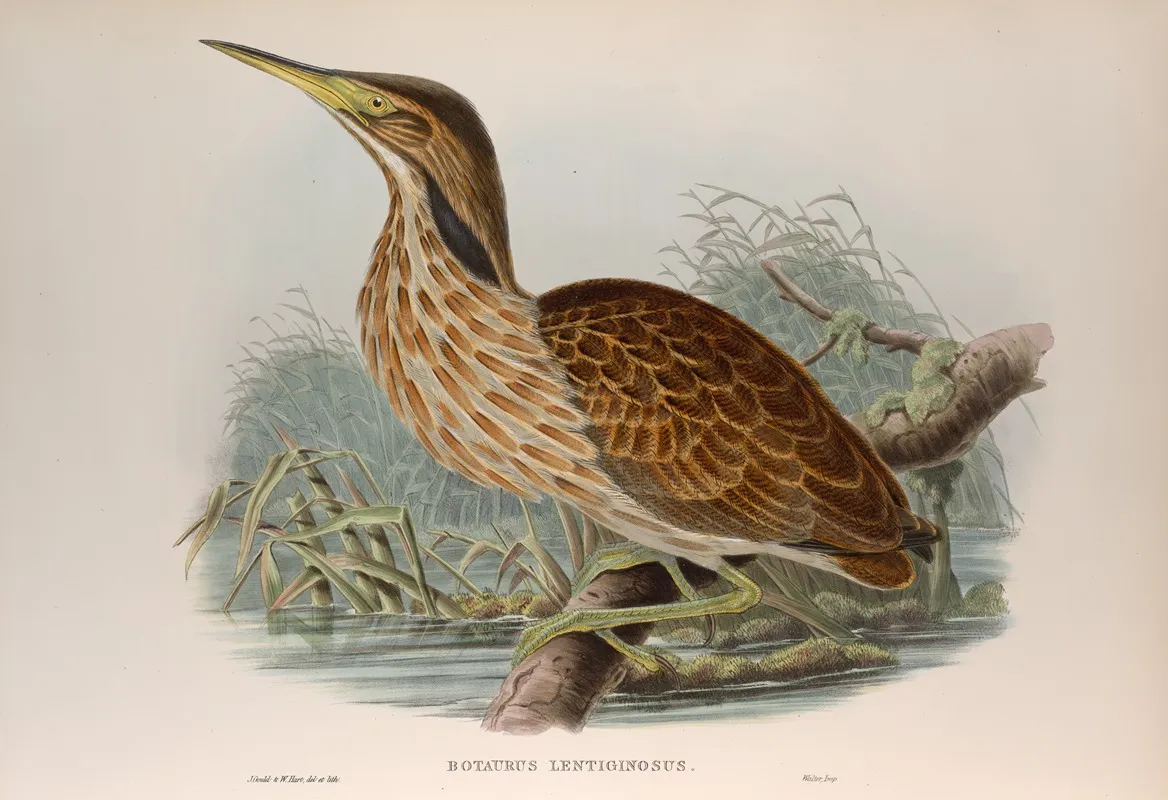 Botaurus Lentiginosus American Bittern Wall Art by John Gould - High-Resolution Digital Print
