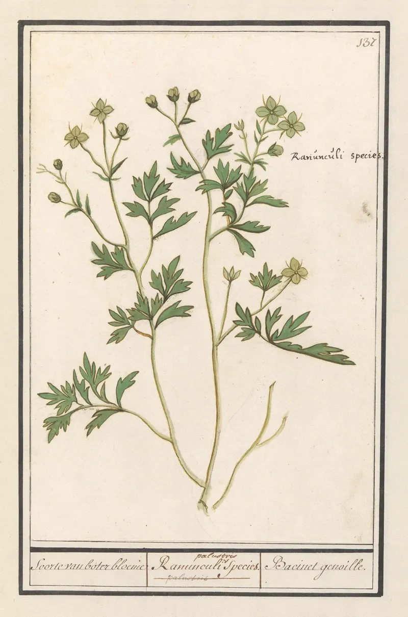 Boterbloem Ranunculus Soorte Van Boter Bloeme Ranunculi Palustris Species Bacinet Genoille Wall Art by Anselmus Boëtius de Boodt - High-Resolution Digital Print