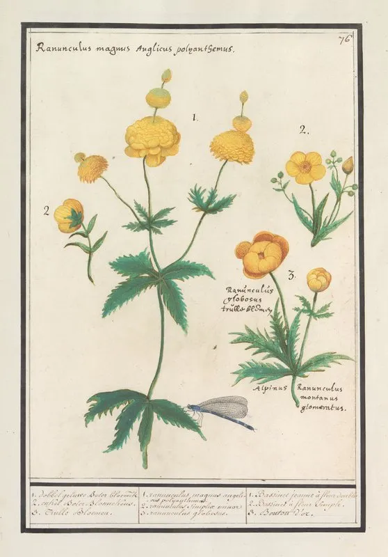Boterbloemen Ranunculus Wall Art by Anselmus Boëtius de Boodt - High-Resolution Digital Print