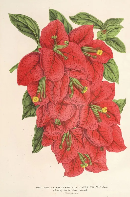 Bougainvillea Spectabilis Wall Art by Charles Antoine Lemaire - High-Resolution Digital Print