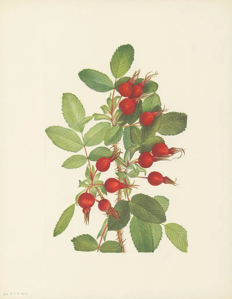 Bourgeau Rose Fruit Rosa Bourgeauiana 2