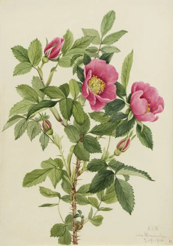 Bourgeau Rose Rosa Bourgeauiana