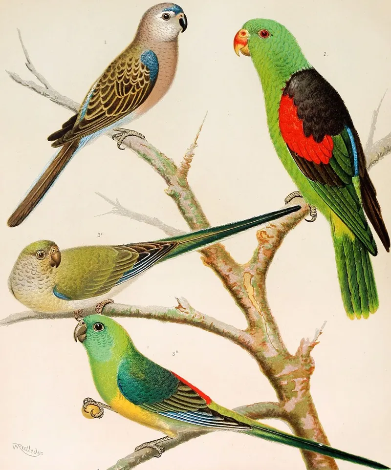Bourkes Parrakeetred Winged Parrakeetblood Rumped Parrakeets Wall Art by W. A . Blakston - High-Resolution Digital Print