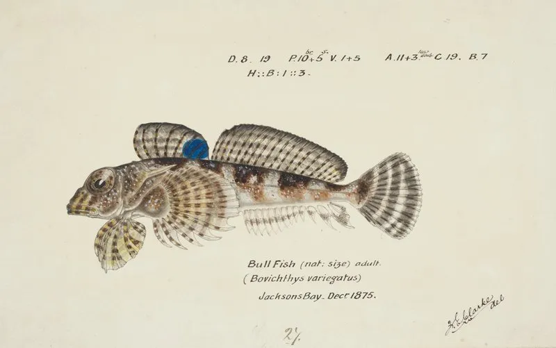 Bovichtus Variegatus Nz Thornfish