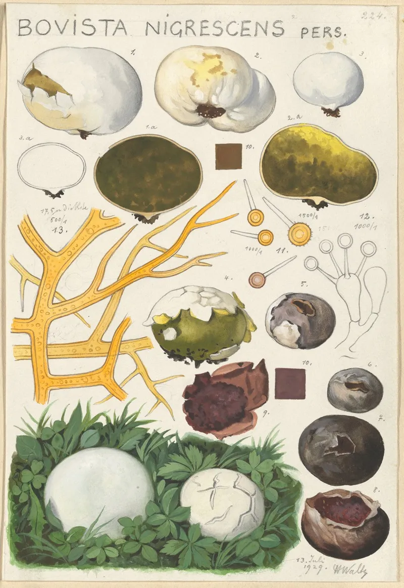 Bovista Nigrescens Wall Art by Hans Walty - High-Resolution Digital Print