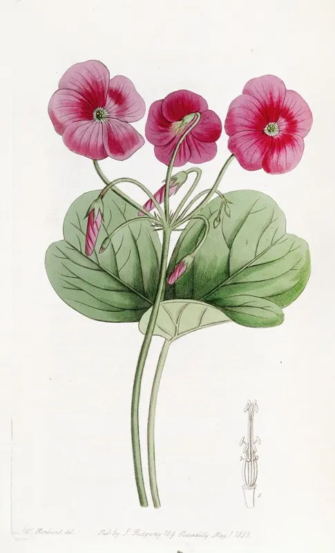 Bowies Oxalis Wall Art by Sydenham Edwards - High-Resolution Digital Print