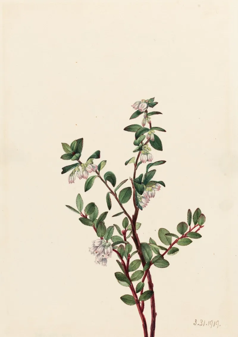 Box Huckleberry Gaylussacia Brachycera 2