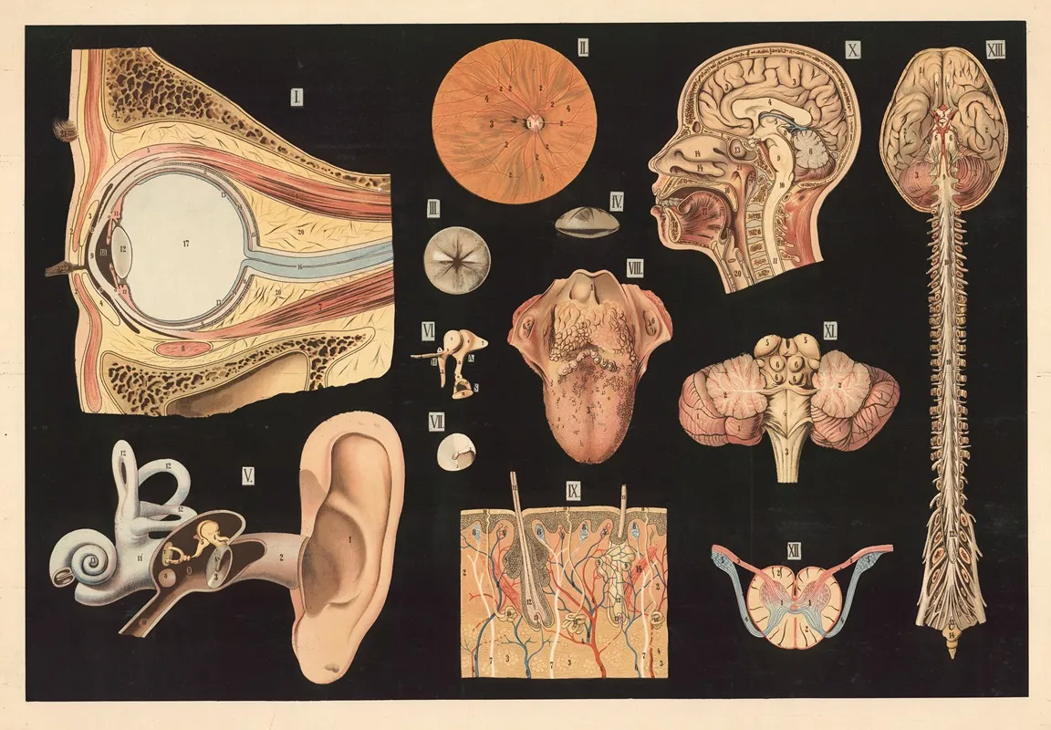 Brain Nerves Ear Eye And Skull Cross Section Wall Art by Prof. Vallardi - High-Resolution Digital Print