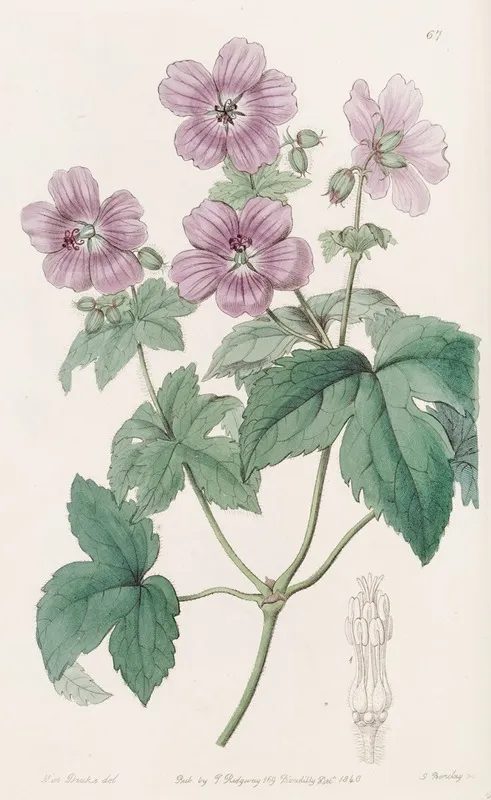 Bramble Leaved Geranium Wall Art by Sydenham Edwards - High-Resolution Digital Print