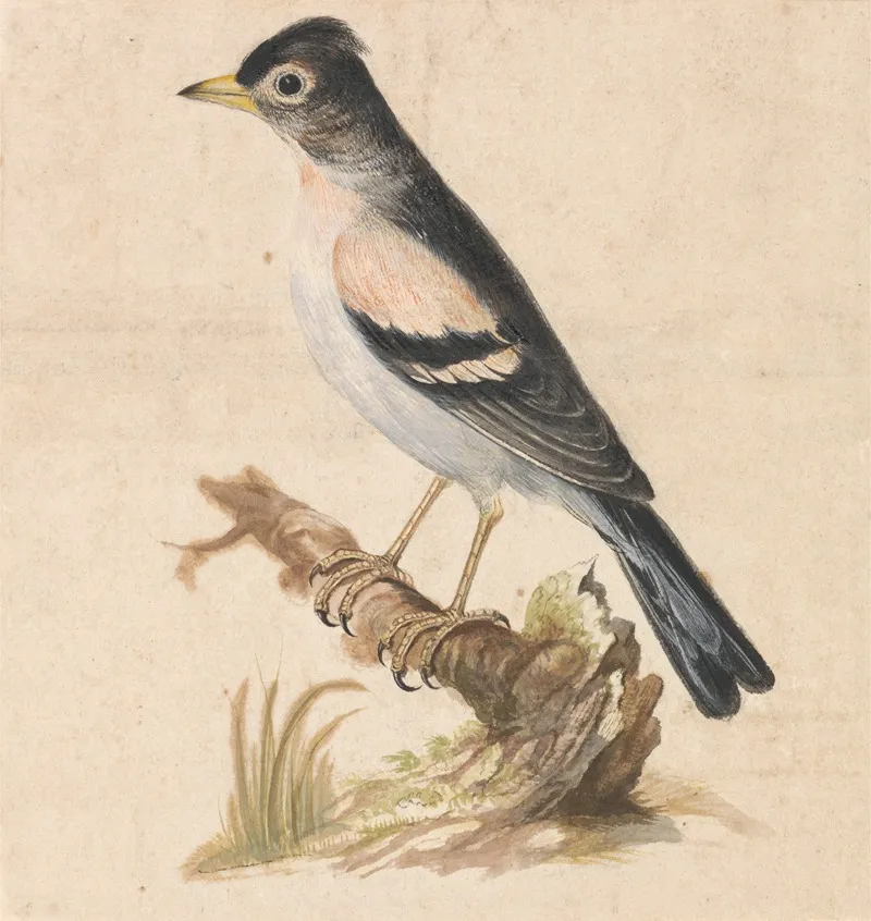 Brambling Wall Art by Thomas Atwood - High-Resolution Digital Print