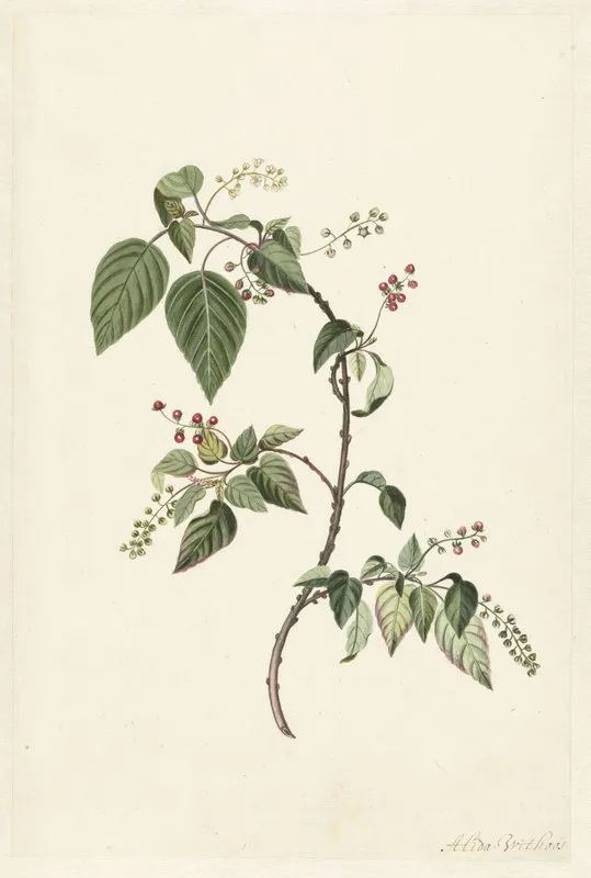 Branch Of A Redcurrant Wall Art by Alida Withoos - High-Resolution Digital Print