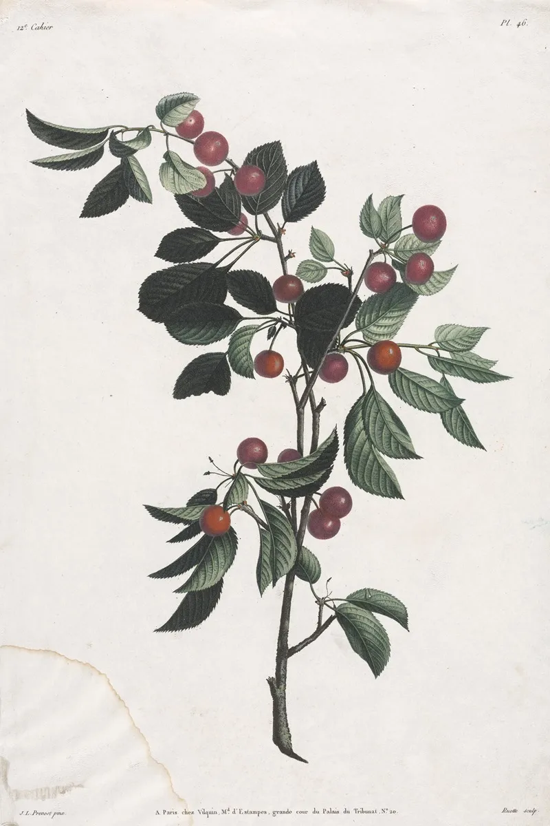 Branches De Cerises Precoce Wall Art by Jean Louis Prévost - High-Resolution Digital Print