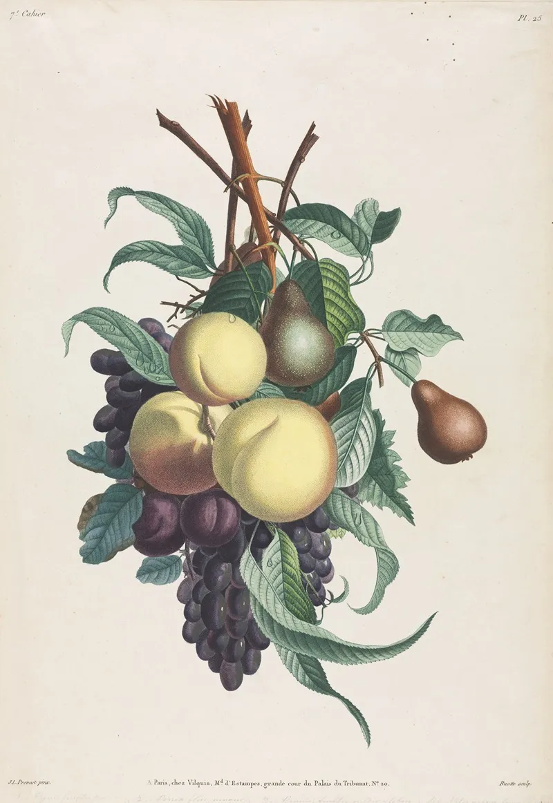 Branches De Rousselet Peche Prune Et Raisin Wall Art by Jean Louis Prévost - High-Resolution Digital Print