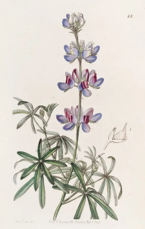 Branching Lupine Wall Art by Sydenham Edwards - High-Resolution Digital Print
