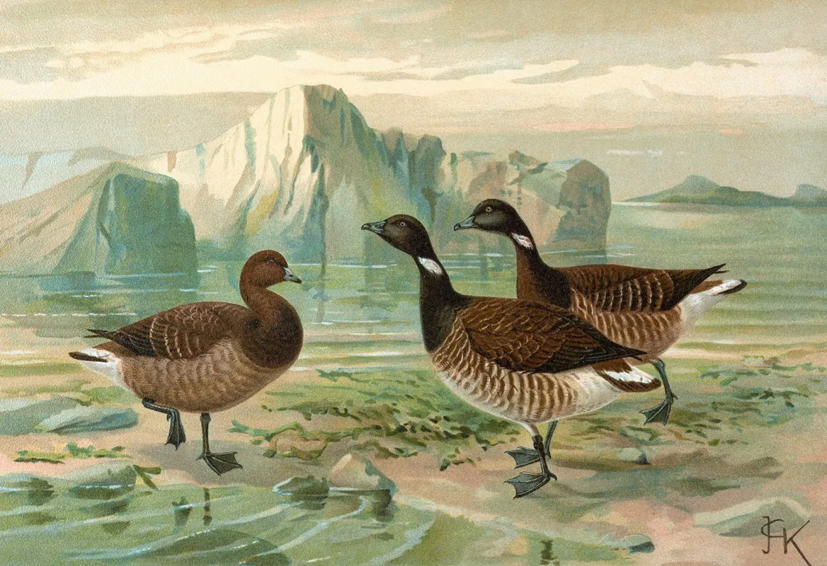 Branta Bernicla Wall Art by Johann Friedrich Naumann - High-Resolution Digital Print